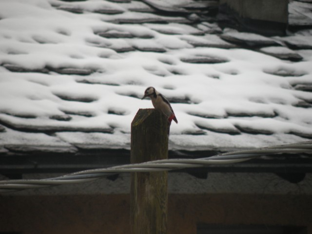 dalla finestra di casa...